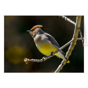 Cèdre cire Songbird Photo originale Oiseau sauvage