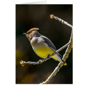 Cèdre cire Songbird Photo originale Oiseau sauvage