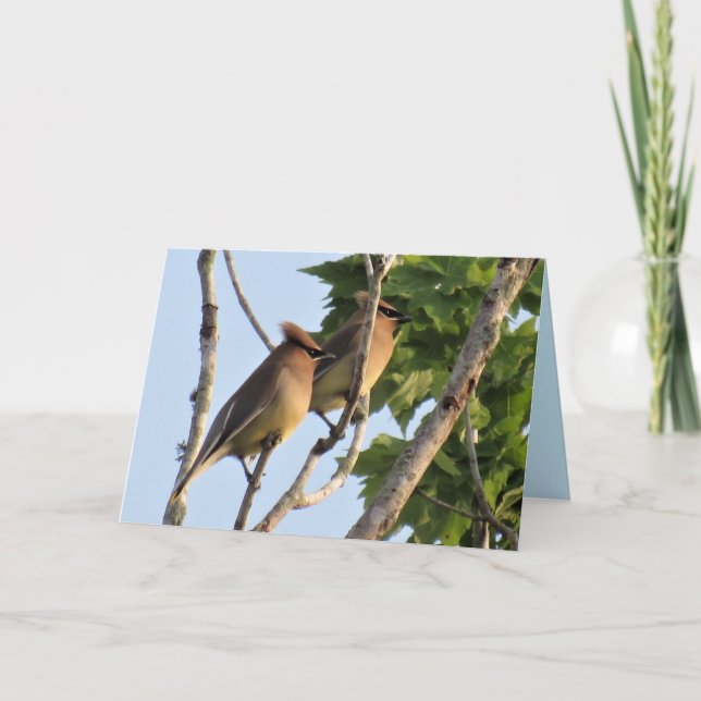 Cèdre - Série Jardin Oiseaux - Carte pliée (Devant)