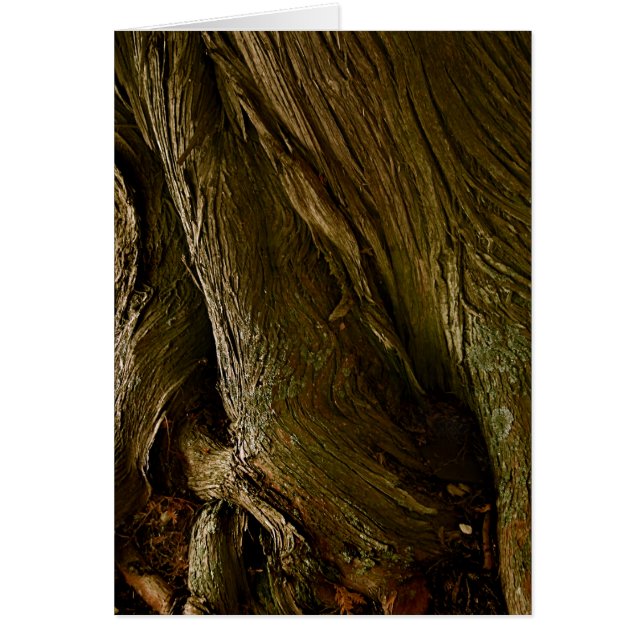 Cèdres à St. Joseph's door Comté, WI (Devant)