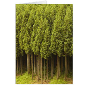 Cèdres Koya Sugi