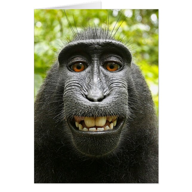 Célèbes à crête souriante Macaque (Devant)