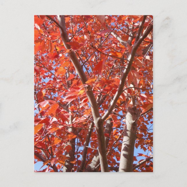 Célébrer la carte postale Automne (Devant)