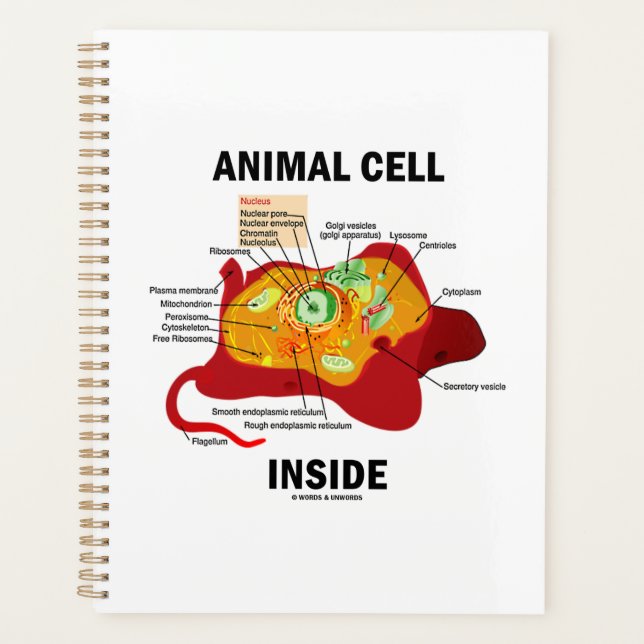 Cellule animale à l'intérieur du diagramme Eukaryo (Devant)