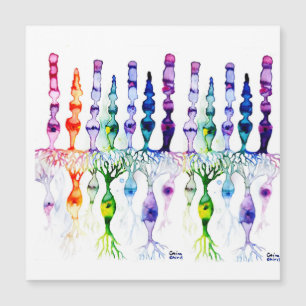 Cellules cônes cellules tiges et neurone bipolaire