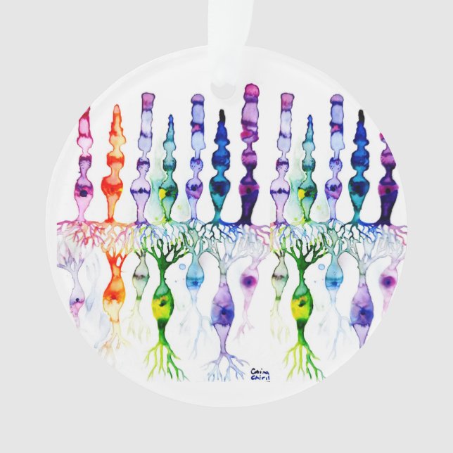 Cellules cônes cellules tiges et neurones bipolair (devant)