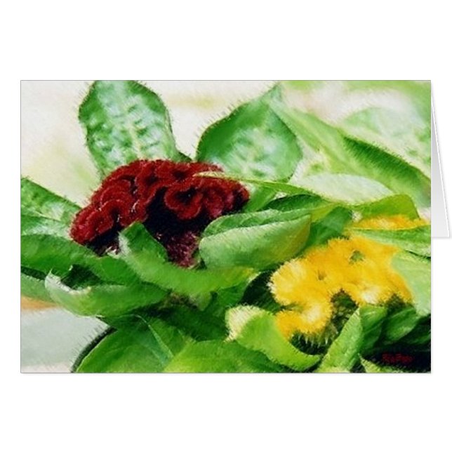 Célosia Fleurs Plantes Cockscomb (Devant horizontal)