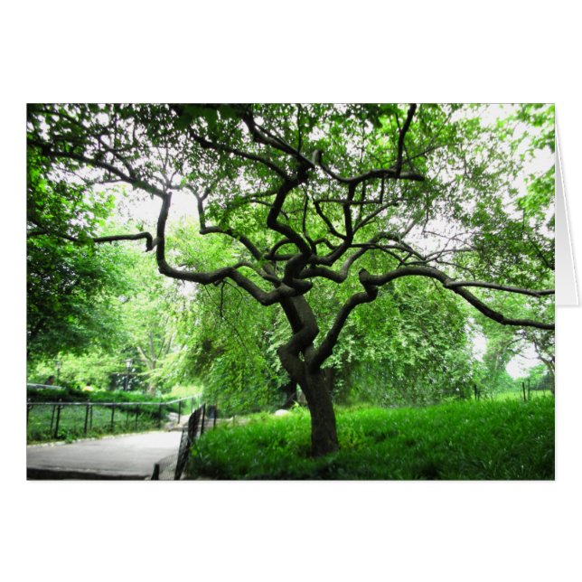 Central Park Tree (Devant Horizontal)