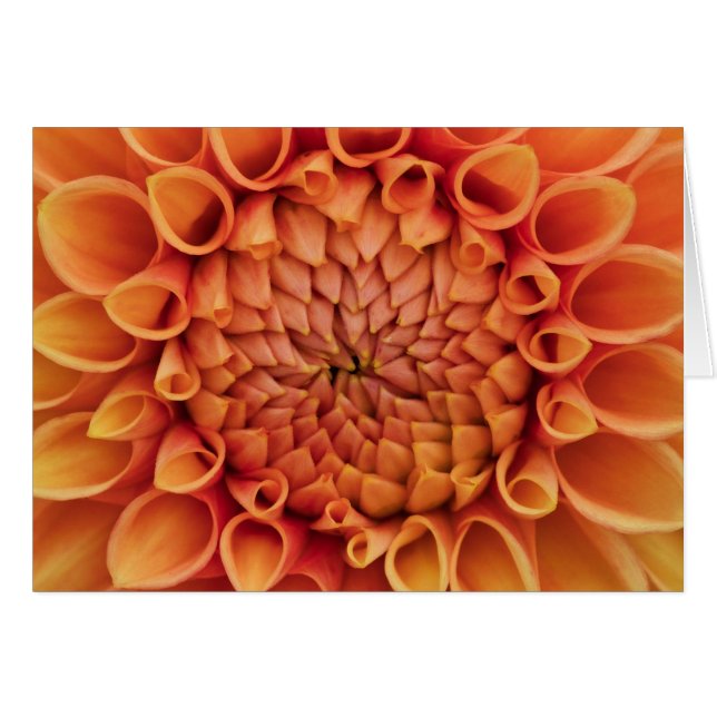 Centre Orange Dahlia Fleur Blanc À L'Intérieur (Devant horizontal)