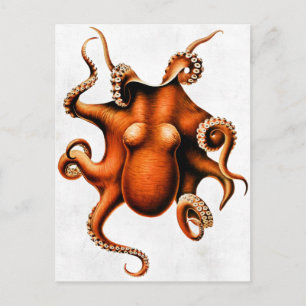 Cephalopoda des îles Hawaiiennes Carte postale