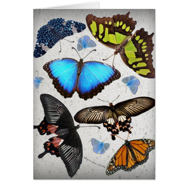 Cercle 2 de papillon (Devant)