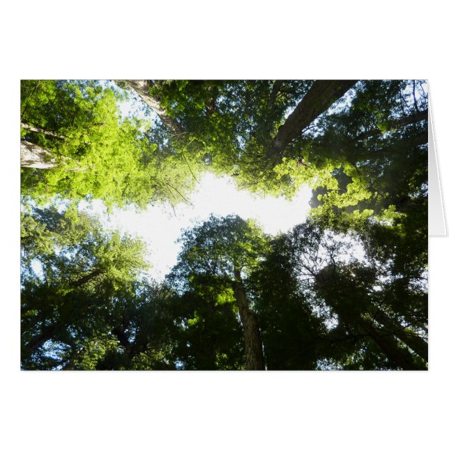 Cercle de séquoias au parc national Redwood (Devant horizontal)