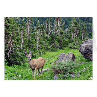 Cerf