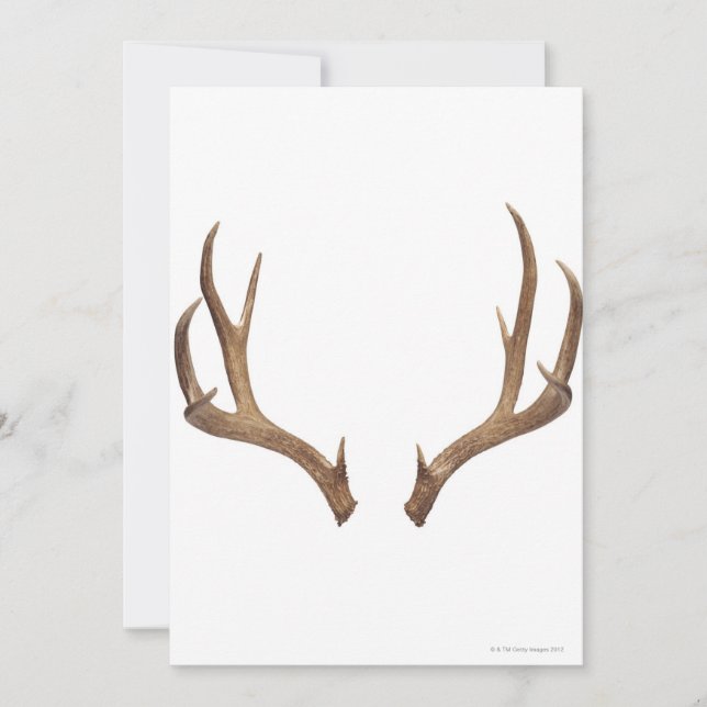 Cerf à dix points (Devant)