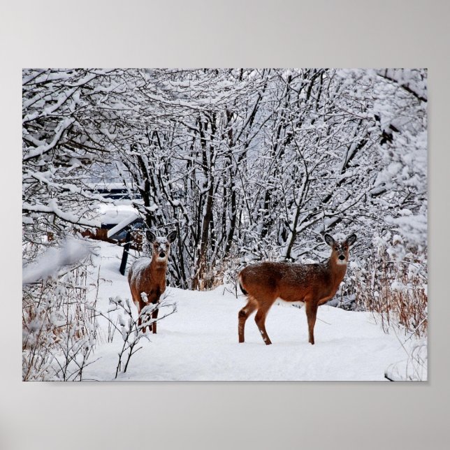 Cerf à queue blanche en hiver Poster de valeur nei (Devant)