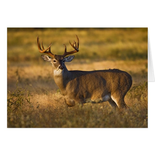 Cerf à queue blanche (Odocoileus virginianus) adul (Devant horizontal)