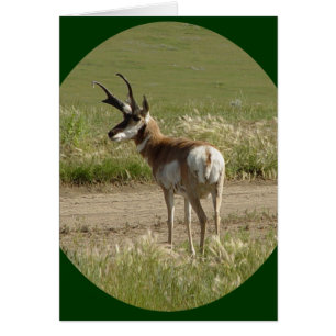 Cerf antilope A39