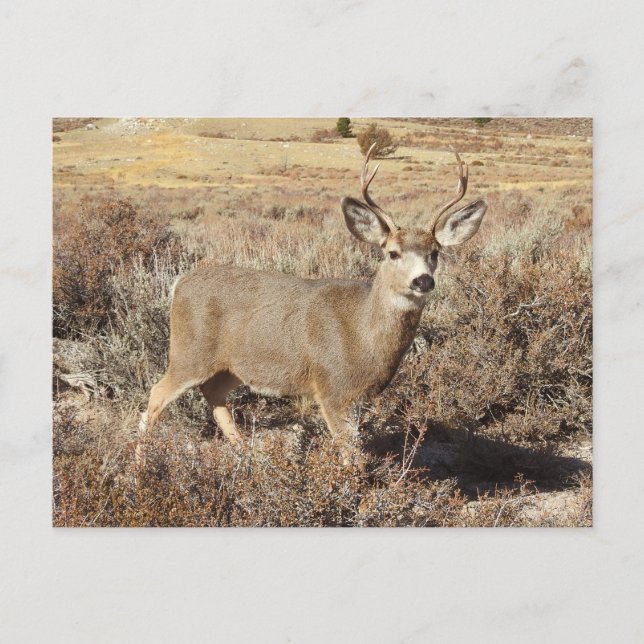Cerf, buck, faune, carte postale (Devant)
