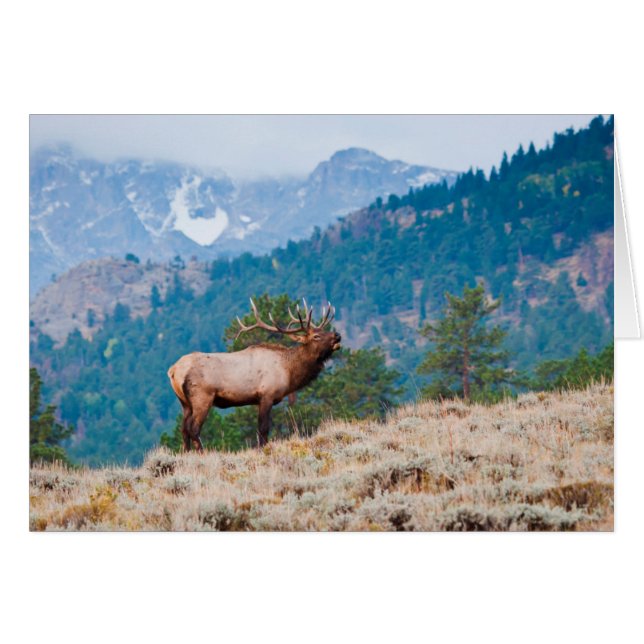 Cerf (Cervus Elephus) mâle bramant (Devant horizontal)