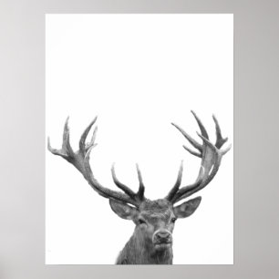 Cerf Daim Poster Photo Noir Blanc