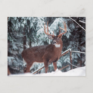 Cerf dans la carte postale de neige