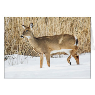 Cerf dans la neige