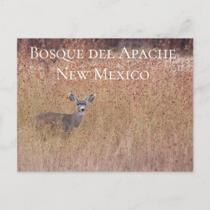Cerf dans le pré, carte postale Bosque del Apache