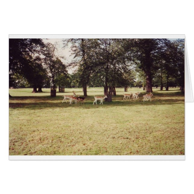 Cerf dans Richmond Park (Devant horizontal)