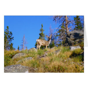 Cerf de montagne