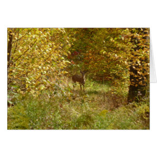 Cerf de Pennsylvanie en automne