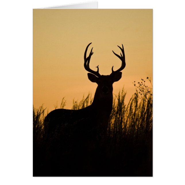 cerf de Virginie (Odocoileus virginianus) (Devant)