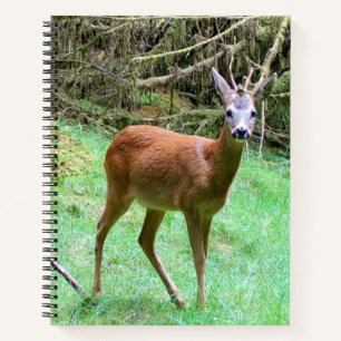Cerf élégant chevreuil mâle forêt cahier faune Roy