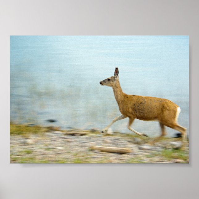 Cerf en course Impression (Devant)