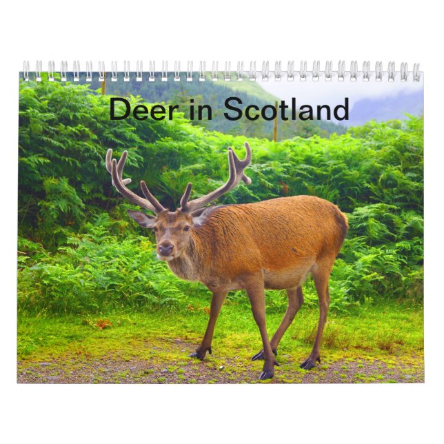 Cerf en Écosse - Calendrier (Protection)