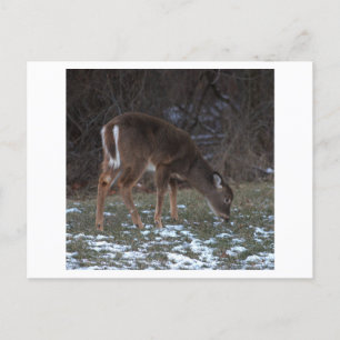 Cerf en hiver Carte postale