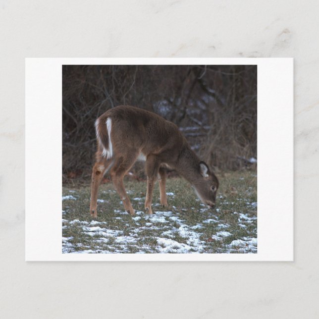 Cerf en hiver Carte postale (Devant)
