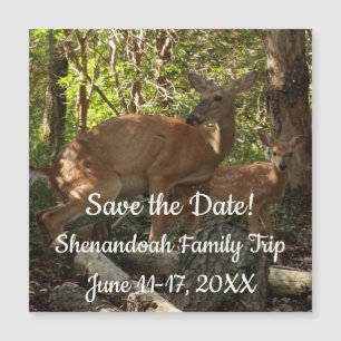 Cerf et Biche au Parc National de Shenandoah