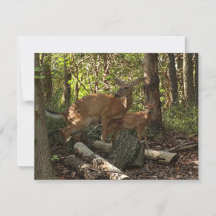 Cerf et Biche au Parc National de Shenandoah