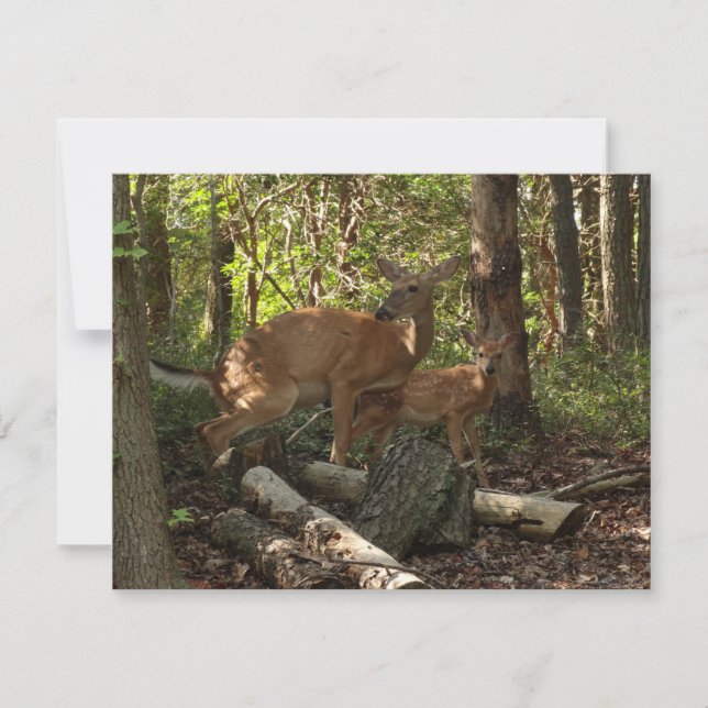 Cerf et Biche au Parc National de Shenandoah (Devant)