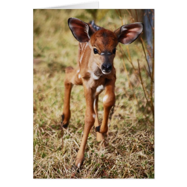 Cerf Nyala, bébé de 3 jours (Devant)