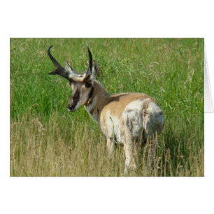 Cerf pronghorn A35