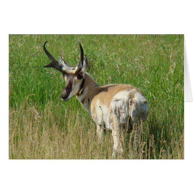 Cerf pronghorn A35 (Devant horizontal)