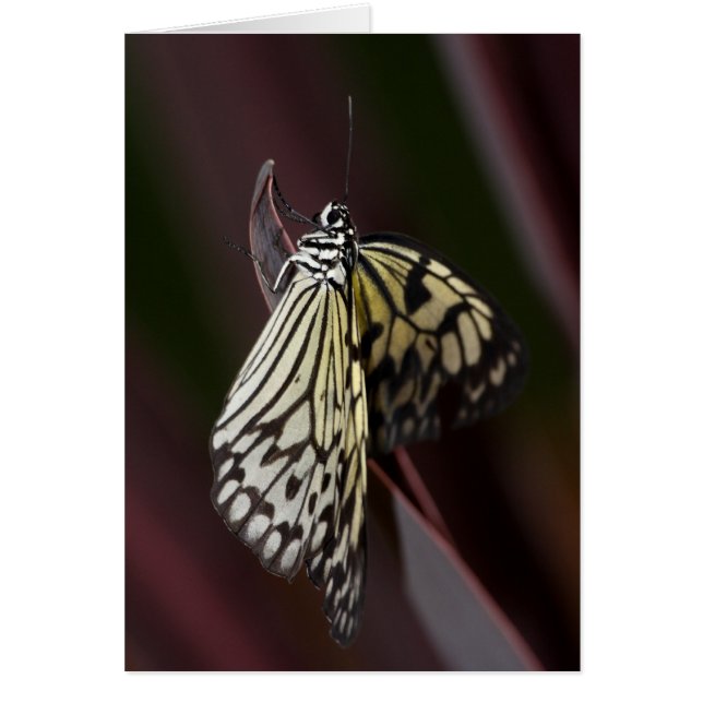 Cerf-volant en papier violet (Devant)