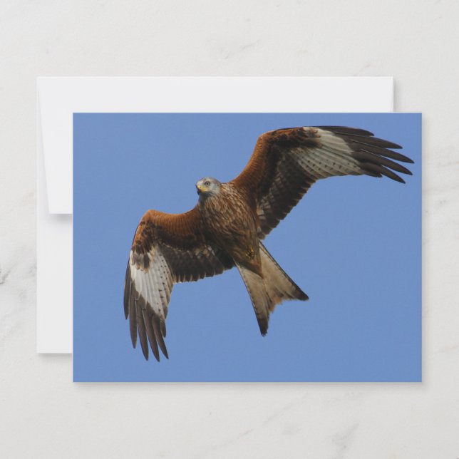 Cerf-volant rouge (Devant)