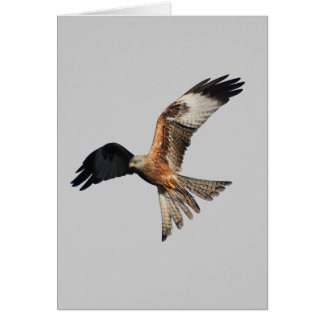 Cerf-volant rouge - milvus de Milvus