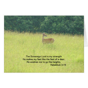 Cerfs communs : 3h19 de Habakkuk