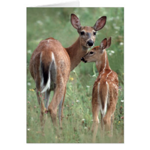 cerfs communs Blanc-coupés la queue avec le faon