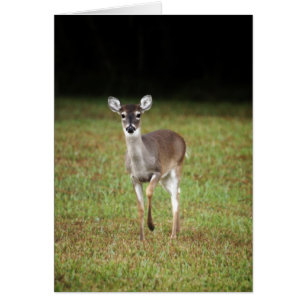Cerfs communs de début de la matinée