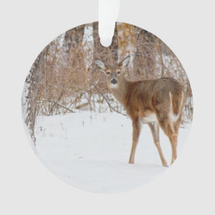 Cerfs communs de mâle de bouton dans le domaine