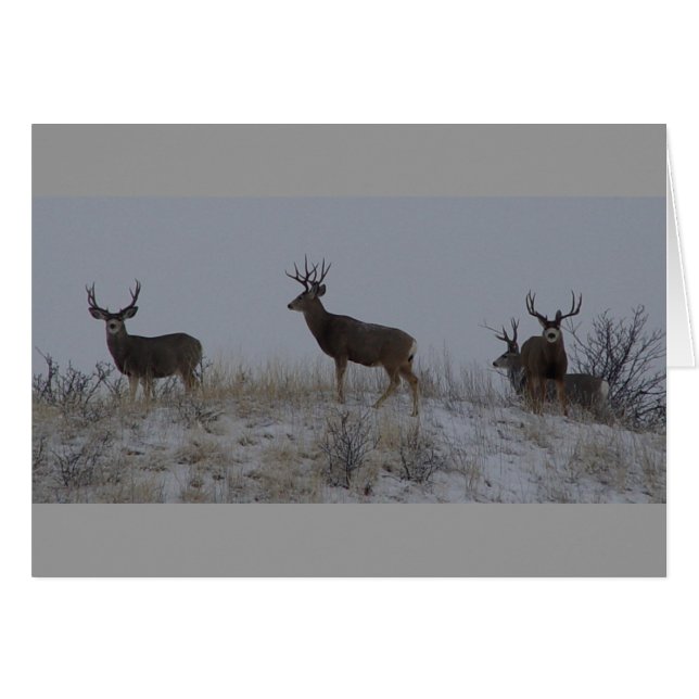 Cerfs mulet mâles D21 (Devant horizontal)